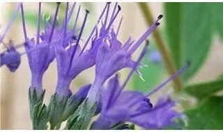 Shrubs with blue flowers