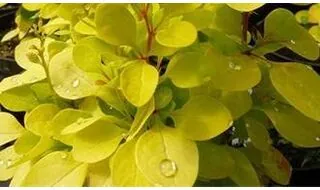 Shrubs with golden yellow leaves