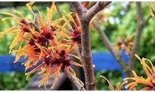 Shrubs with orange flowers