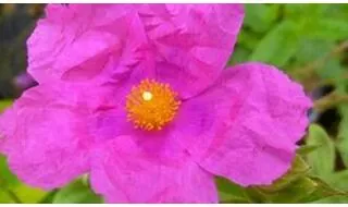 Shrubs with pink flowers