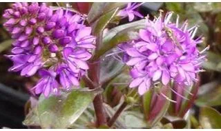 Shrubs with purple flowers