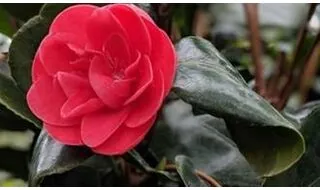 Shrubs with red flowers