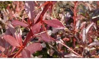 Shrubs with red leaves