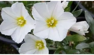 Shrubs with white flowers