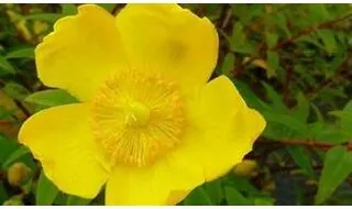 Shrubs with yellow flowers