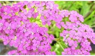 Spring flowering perennials