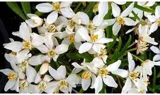 Spring flowering shrubs