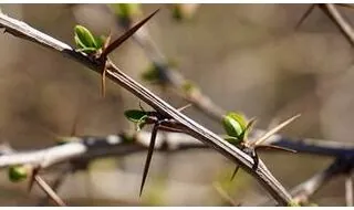 Thorny shrubs