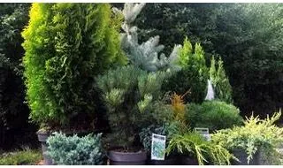 Buy Conifers Online