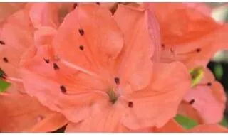 Deciduous Azaleas