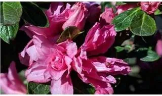 Evergreen Azalea