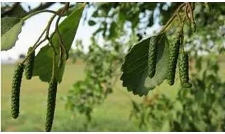 Alder trees