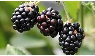 Blackberry plants