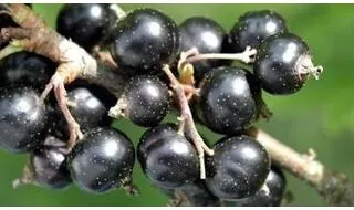 Blackcurrant plants