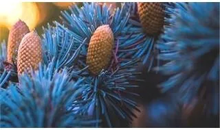 Blue conifer plants