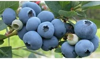 Blueberry plants