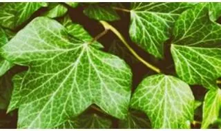 Climbing plants for shade