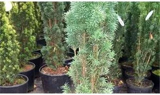 Columnar conifer plants