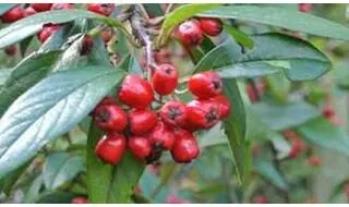 Cotoneaster