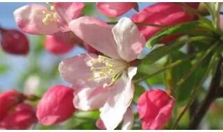 Crab apple trees