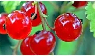 Currant fruit bushes