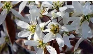 Flowering trees