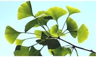 Ginkgo trees (Maidenhair Tree)