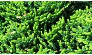 Green conifer plants