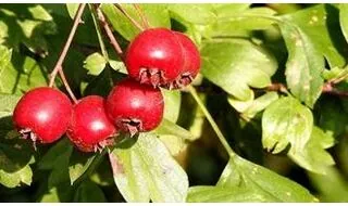 Hawthorn trees