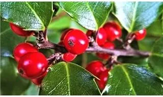 Holly topiary plants