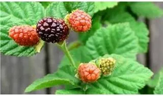 Loganberry plants