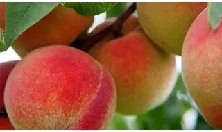 Peach fruit trees