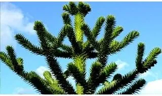 Pyramidal shaped conifer plants