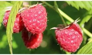 Raspberry plants