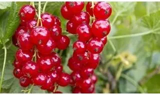 Redcurrant plants