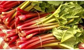 Rhubarb plants