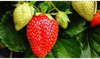 Strawberry plants