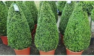 Topiary cones