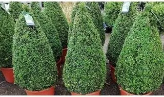 Topiary plants for containers