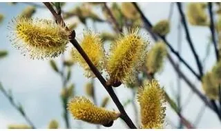 Willow trees