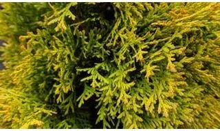 Yellow conifers