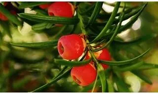 Yew conifer plants