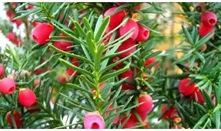 Yew topiary plants