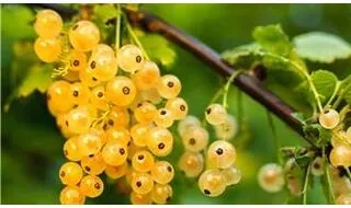 White currant plants