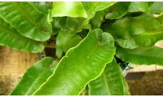 Ferns for shade