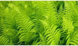 Buy Ferns Online