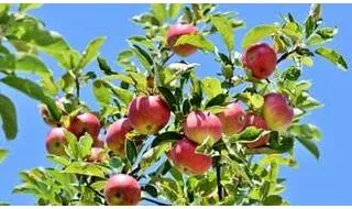 Buy Fruit Trees and Fruit Bushes Online