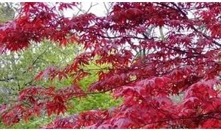 Buy Japanese Acer (Japanese Maple) Online