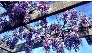 Climbing plants for pergolas, arches & fences