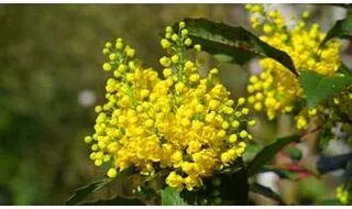 Coastal garden plants